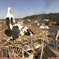 10_50-nest.jpg