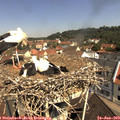 10_55-nest.jpg