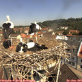 11_00-nest.jpg