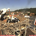 11_10-nest.jpg