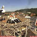 11_15-nest.jpg