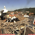 11_20-nest.jpg
