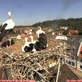 11_25-nest.jpg