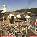 11_30-nest.jpg