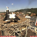 11_35-nest.jpg