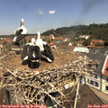 11_40-nest.jpg