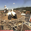 11_45-nest.jpg