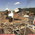 11_50-nest.jpg