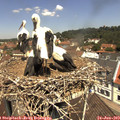 11_55-nest.jpg