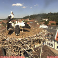 12_00-nest.jpg