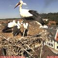12_05-nest.jpg