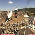 12_10-nest.jpg
