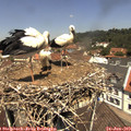 12_15-nest.jpg