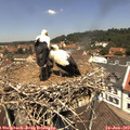 12_20-nest.jpg