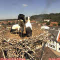 12_25-nest.jpg