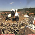 12_30-nest.jpg