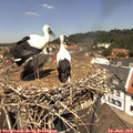 12_35-nest.jpg
