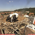 12_40-nest.jpg