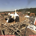 12_45-nest.jpg