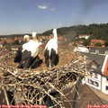 12_50-nest.jpg