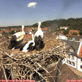 12_55-nest.jpg