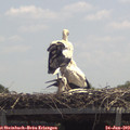 13_00-mast.jpg