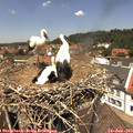 13_00-nest.jpg