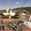 13_05-nest.jpg