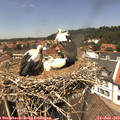 13_10-nest.jpg
