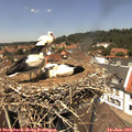 13_15-nest.jpg