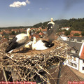 13_20-nest.jpg