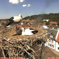 13_25-nest.jpg