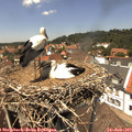 13_30-nest.jpg