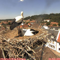 13_35-nest.jpg
