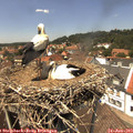 13_40-nest.jpg