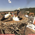 13_45-nest.jpg