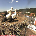 13_50-nest.jpg