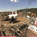 13_55-nest.jpg