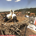 14_00-nest.jpg