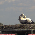 14_05-mast.jpg