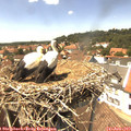 14_05-nest.jpg
