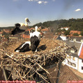 14_15-nest.jpg