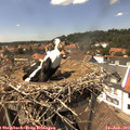 14_20-nest.jpg
