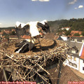 14_25-nest.jpg
