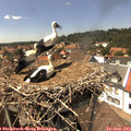 14_30-nest.jpg