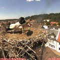 14_35-nest.jpg