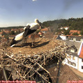 14_40-nest.jpg