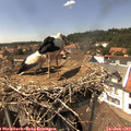 14_45-nest.jpg