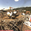 14_50-nest.jpg