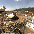 14_55-nest.jpg